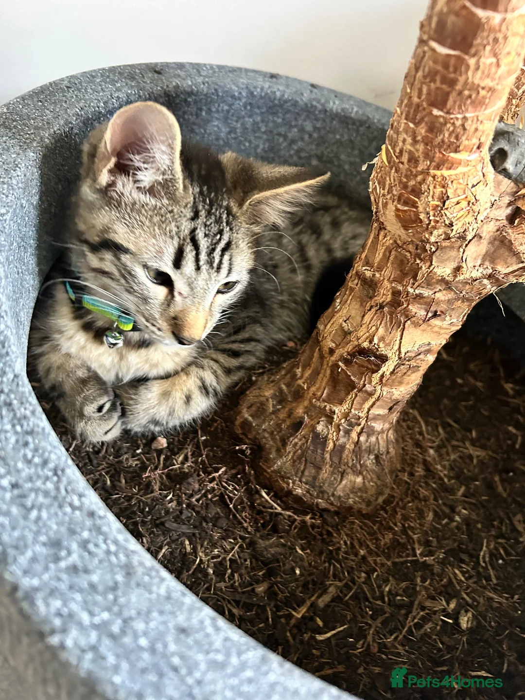 British Shorthair cats for sale: Beautiful little boy in Cannock - Advert 2