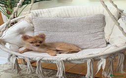 Pomchi dogs for sale: Very cute Pomchis - Image 7