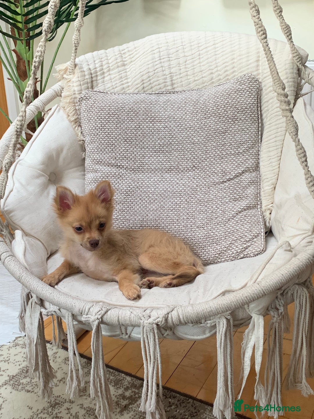Pomchi dogs for sale: Very cute Pomchis - Image 7