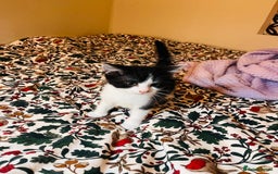 Mixed Breed cats for sale: Two beautiful kitten ready to go now - Image 5