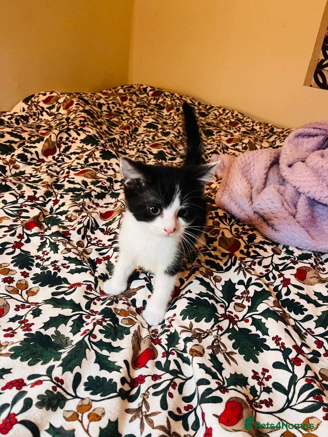 Mixed Breed cats for sale: Two beautiful kitten ready to go now - Image 5