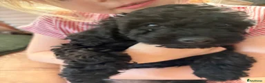 Mixed Breed 2 Cock-A-Chon 