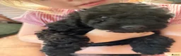 Mixed Breed dogs for sale: Cock-A-Chon puppies in Corwen - Advert 8