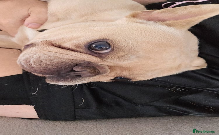 French Bulldog dogs - Advert 1