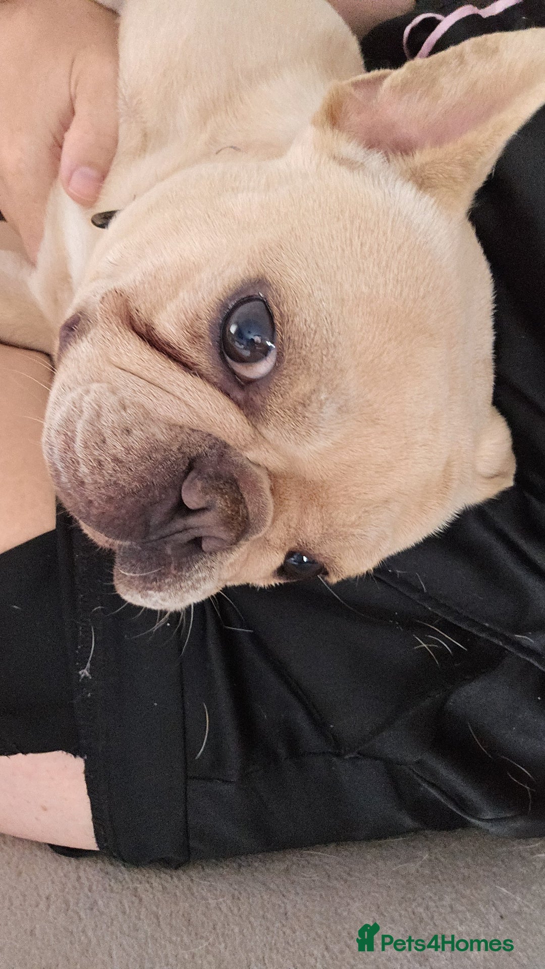 French Bulldog dogs for sale: Adorable 2-Year-Old platinum French bulldog - Image 1