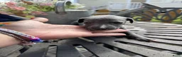 Whippet dogs for sale: Stunning whippet pups  - Advert 19