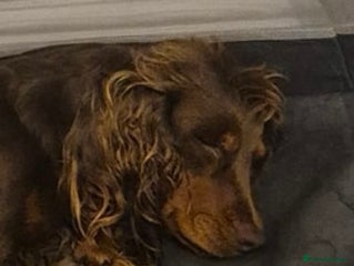 Cocker Spaniel dogs Cocker spaniel one girl available - Advert 6