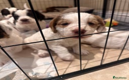 Clumber Spaniel dogs for sale: Clumber Spaniel Hybrid - Image 11