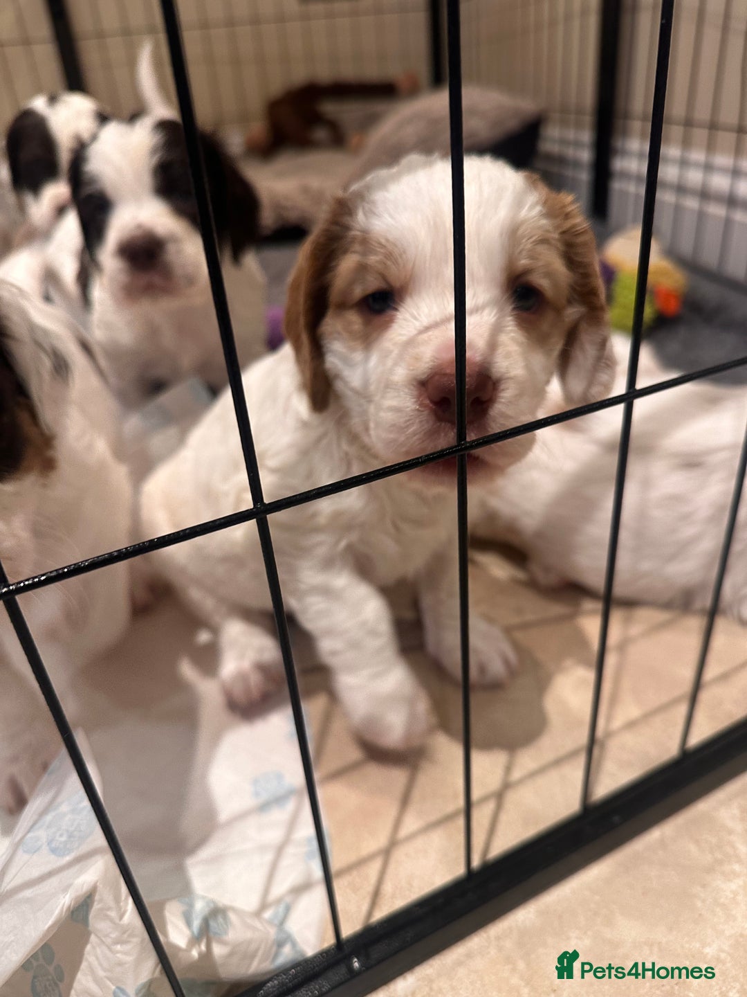 Clumber Spaniel dogs for sale: Clumber Spaniel Hybrid - Image 11