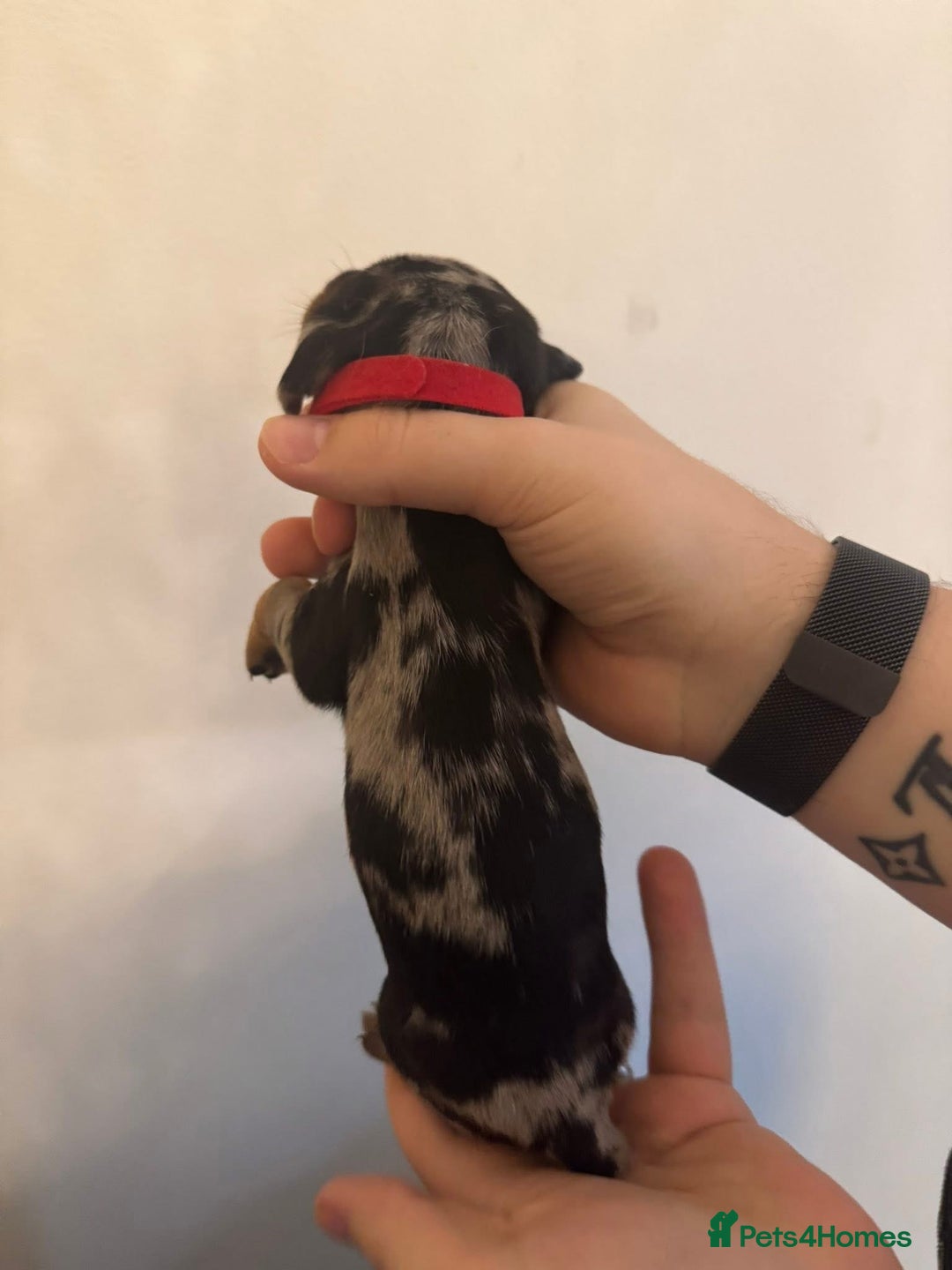 Miniature Dachshund dogs for sale: Miniature dachshund puppies for sale - Image 14