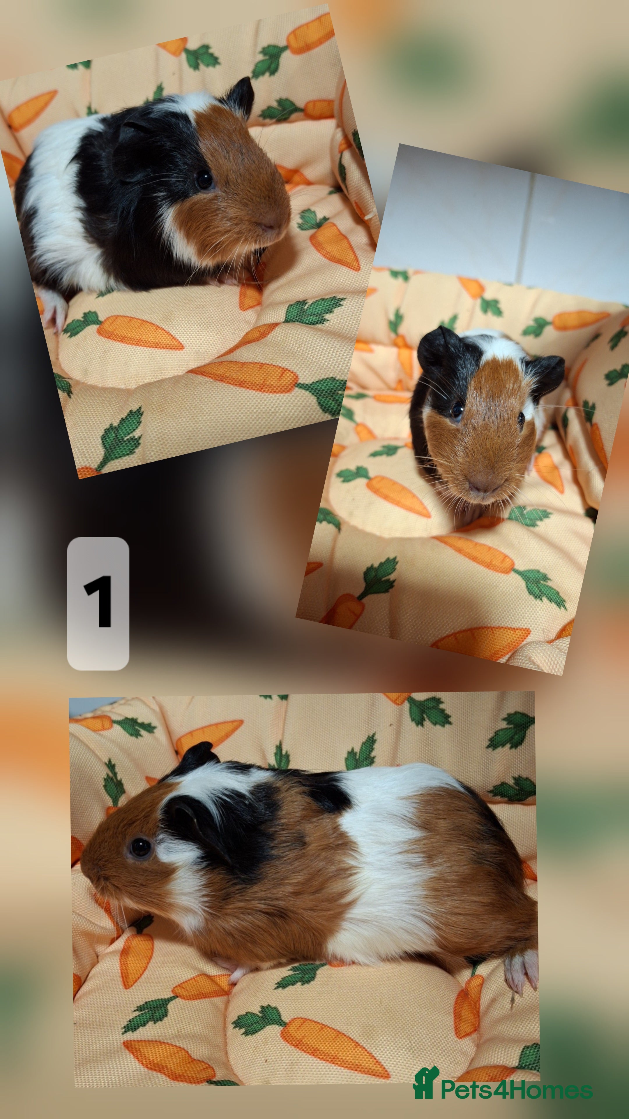 Guinea Pig rodents Lots of little cuties looking for new homes 🏡  - Advert 15