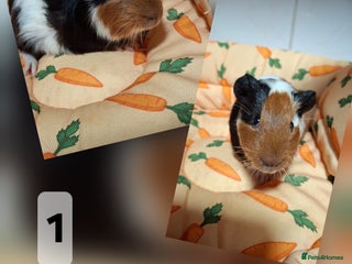 Guinea Pig rodents Lots of little cuties looking for new homes 🏡 - Advert 15