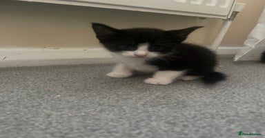 European cats - Advert 1
