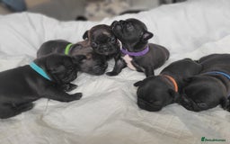 French Bulldog dogs for sale: 2 Girls and 4 Boys - Image 6
