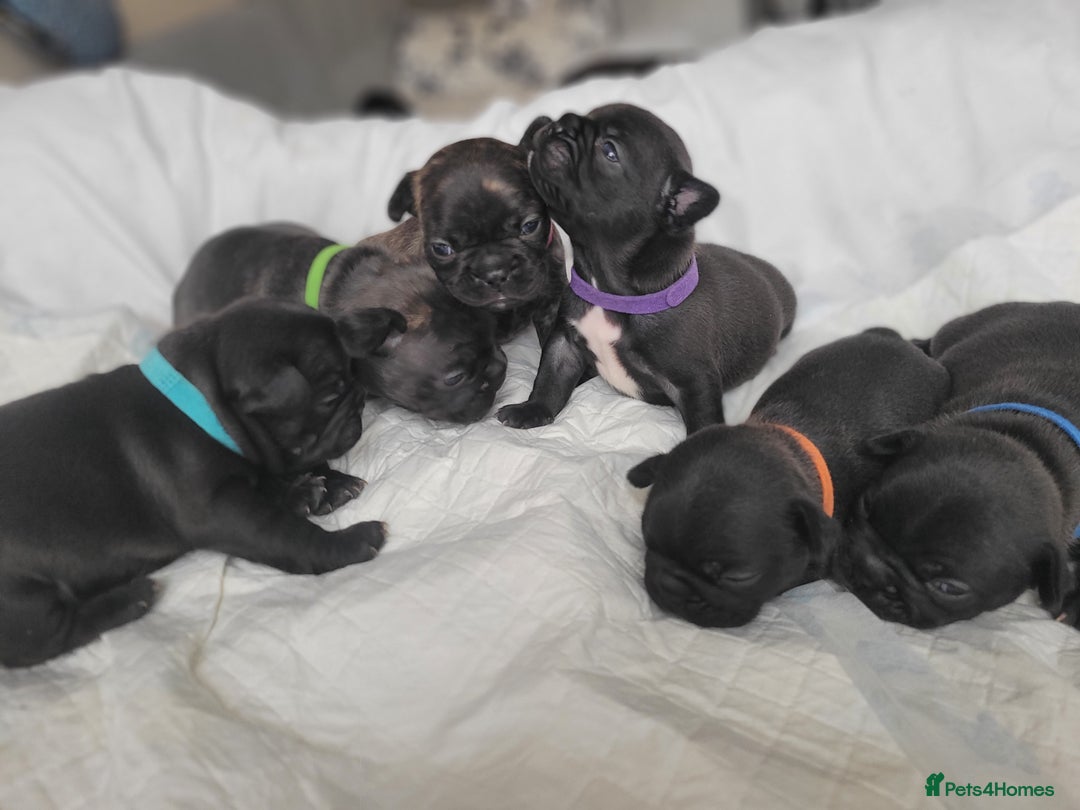 French Bulldog dogs for sale: 2 Girls and 4 Boys - Image 6