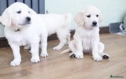 Golden Retriever dogs for sale: Golden retriever pupies  - Image 6