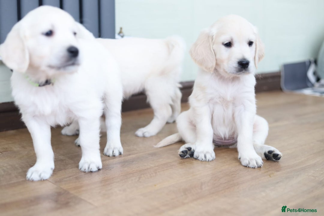 Golden Retriever dogs for sale: Golden retriever pupies  - Image 6