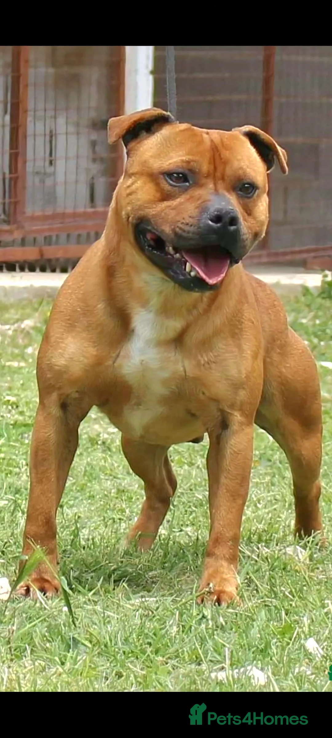 Staffordshire Bull Terrier dogs for stud: 🏆 🥨 GRAND CHAMPION JACK & MR GUSS"🥨 - Advert 1