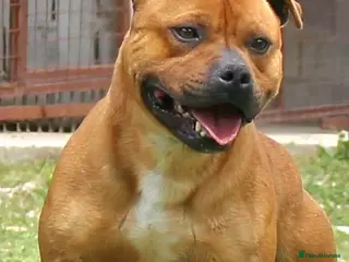 Staffordshire Bull Terrier dogs 🏆 🥨 GRAND CHAMPION JACK & MR GUSS"🥨 - Advert 15