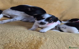 Jack Russell dogs for sale: Tricolour short legs Jack Russell  - Image 12