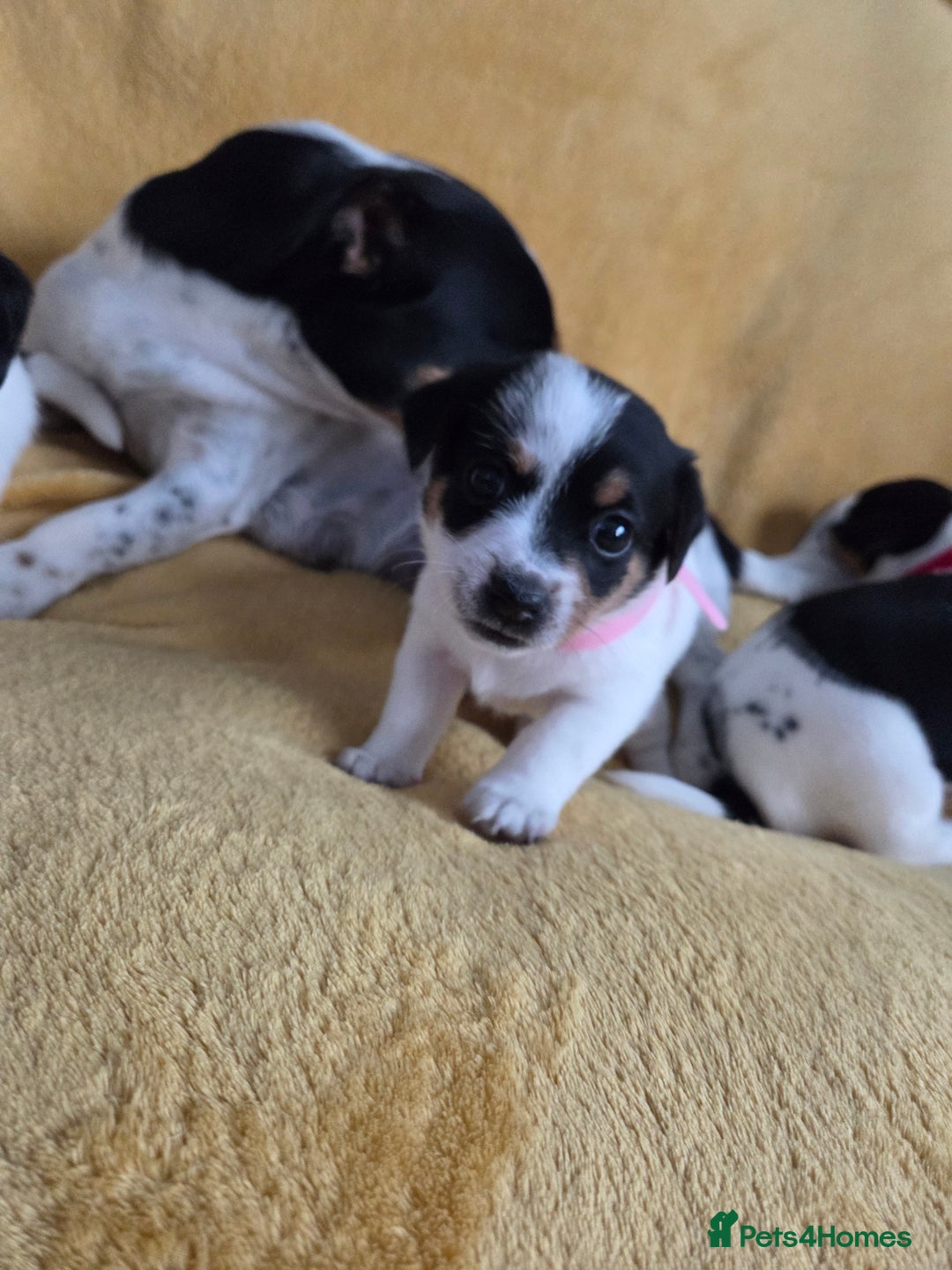 Jack Russell dogs for sale: Tricolour short legs Jack Russell  - Image 12