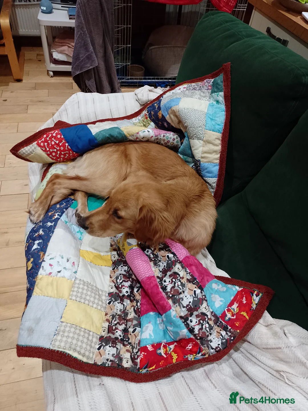 Golden Retriever dogs for sale: Red golden retriver - Advert 3