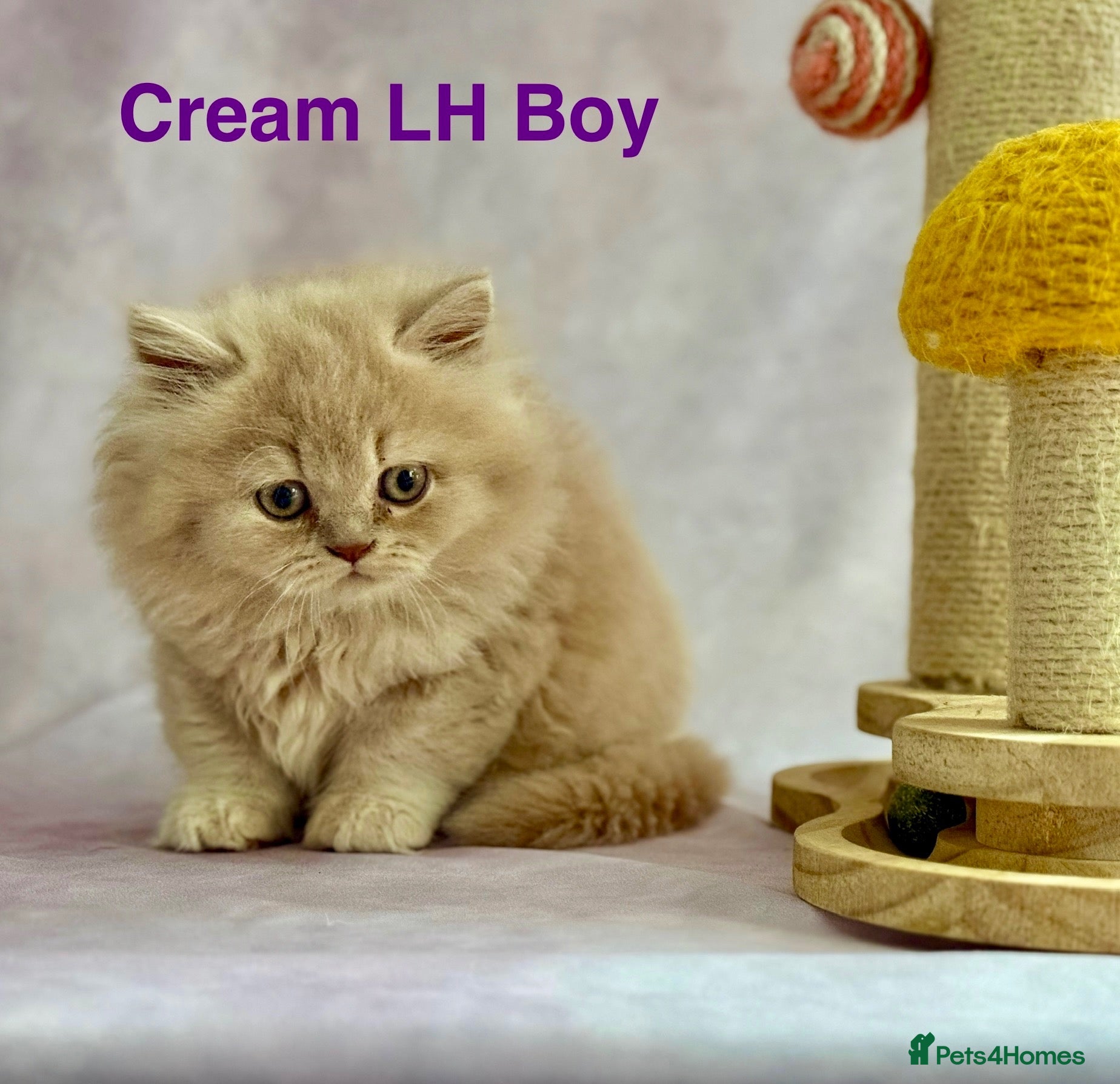 British Shorthair cats Registered Pedigree British Shorthair & Longhair  - Advert 2