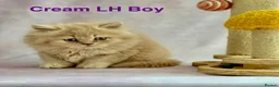 British Shorthair cats for sale: Registered Pedigree British Shorthair & Longhair  in Stafford - Advert 23