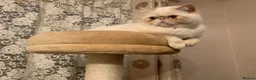 Exotic cats for sale: Stunning Exotic x Persian kittens - Advert 8