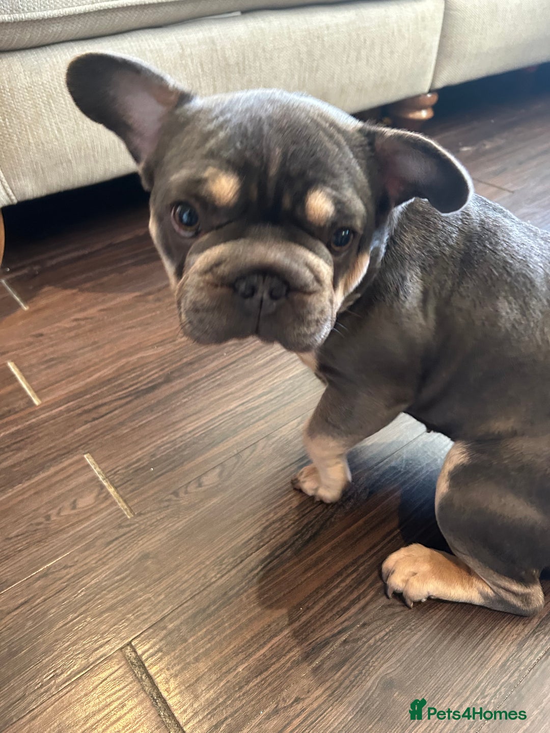 French Bulldog dogs for sale: Sweet 9 month old puppy for sale  - Advert 2