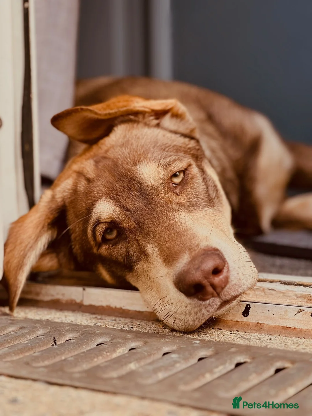 Mixed Breed dogs for sale: Red fox Labrador/husky - Advert 6
