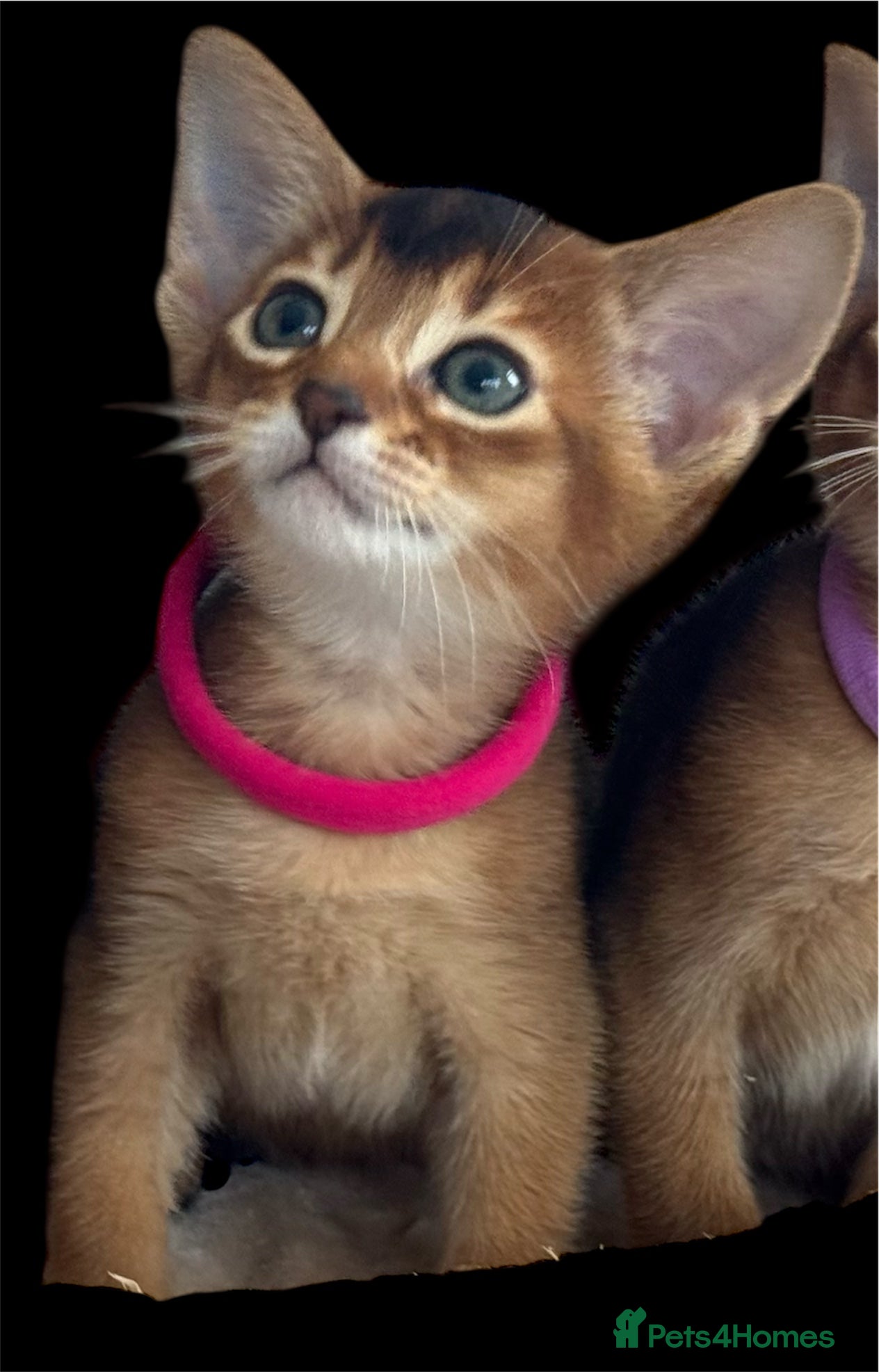 Abyssinian cats Champions parents kittens GCCF registered  - Advert 5