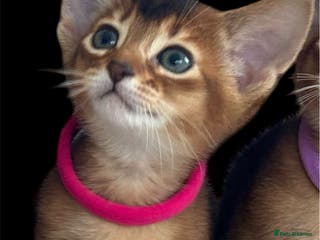 Abyssinian cats Champions parents kittens GCCF registered - Advert 6