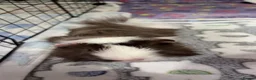 Guinea Pig rodents for sale: Vinnie and Benji - Advert 1