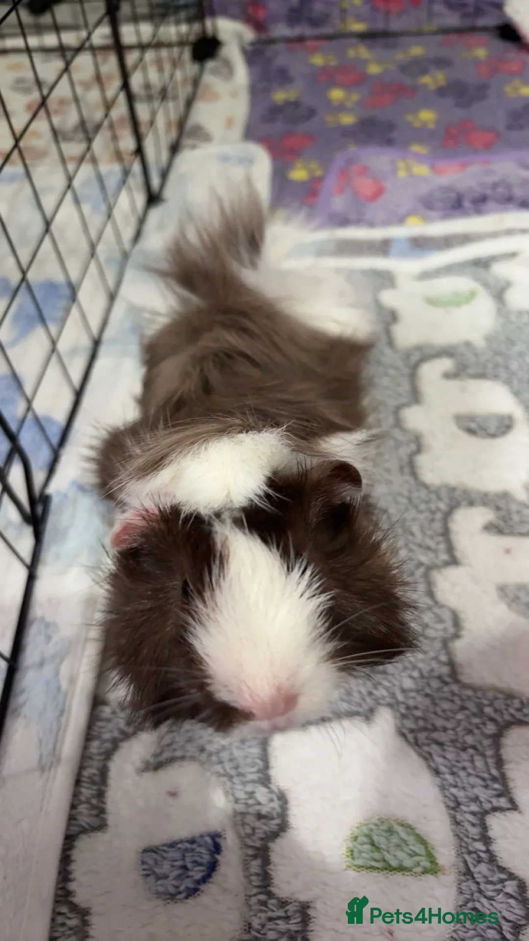 Guinea Pig rodents for sale: Vinnie and Benji - Advert 1