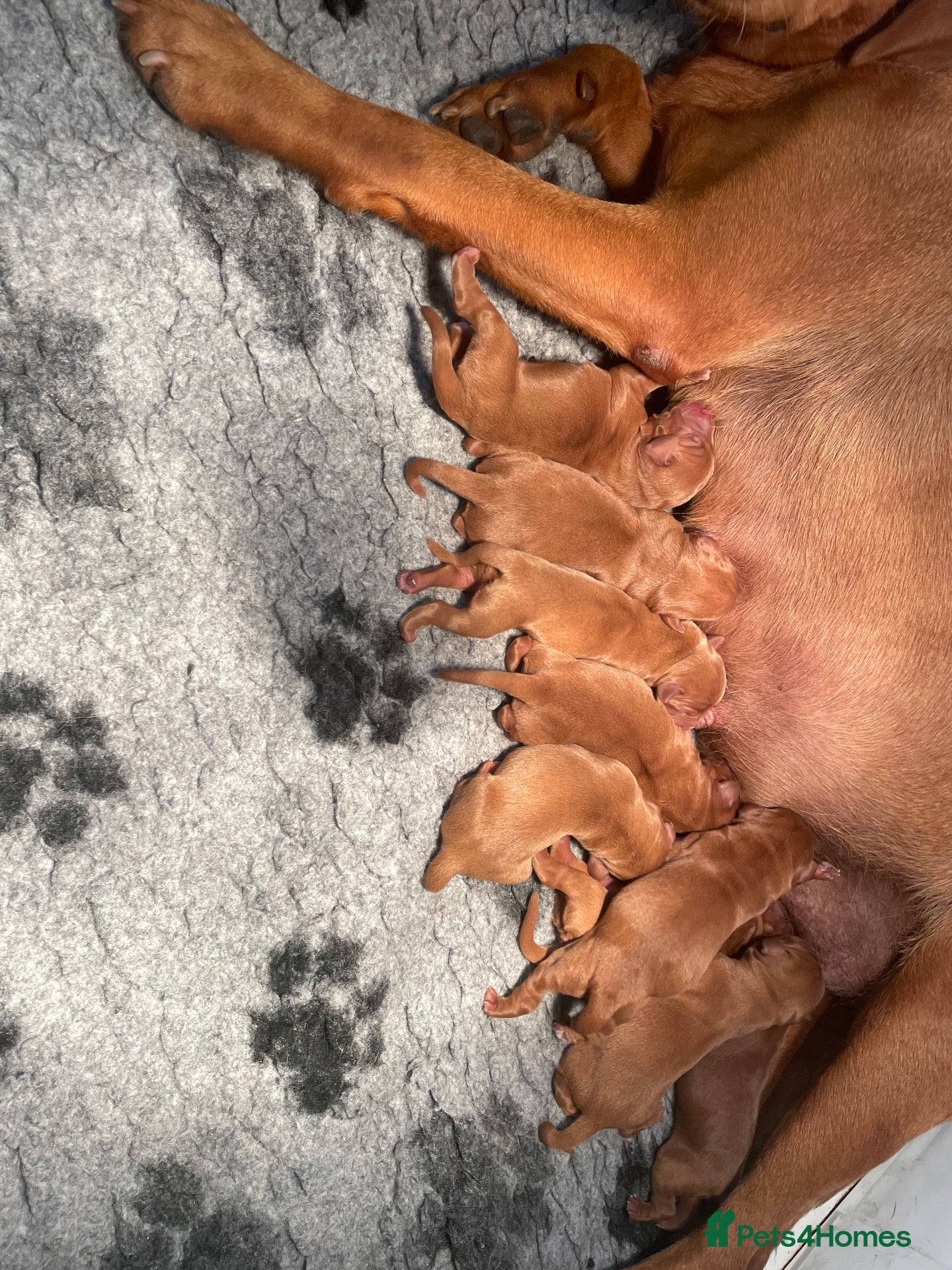 Labrador Retriever dogs Dark Fox Red Labrador Pups For Sale - Advert 2