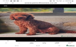 Goldendoodle dogs for sale: F1 RED GOLDENDOODLE 1 FEMALE LEFT - Image 2