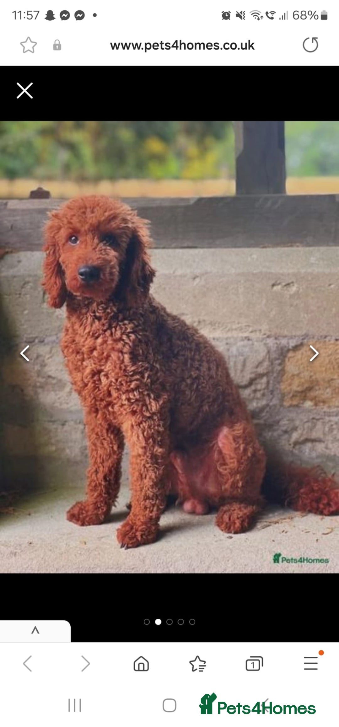 Goldendoodle dogs for sale: F1 RED GOLDENDOODLE 1 FEMALE LEFT - Image 2