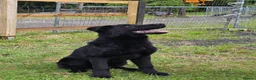 German Shepherd dogs for sale: Elite DDR / Czech Working Line GSD Pups in Ashton-under-Lyne - Advert 10