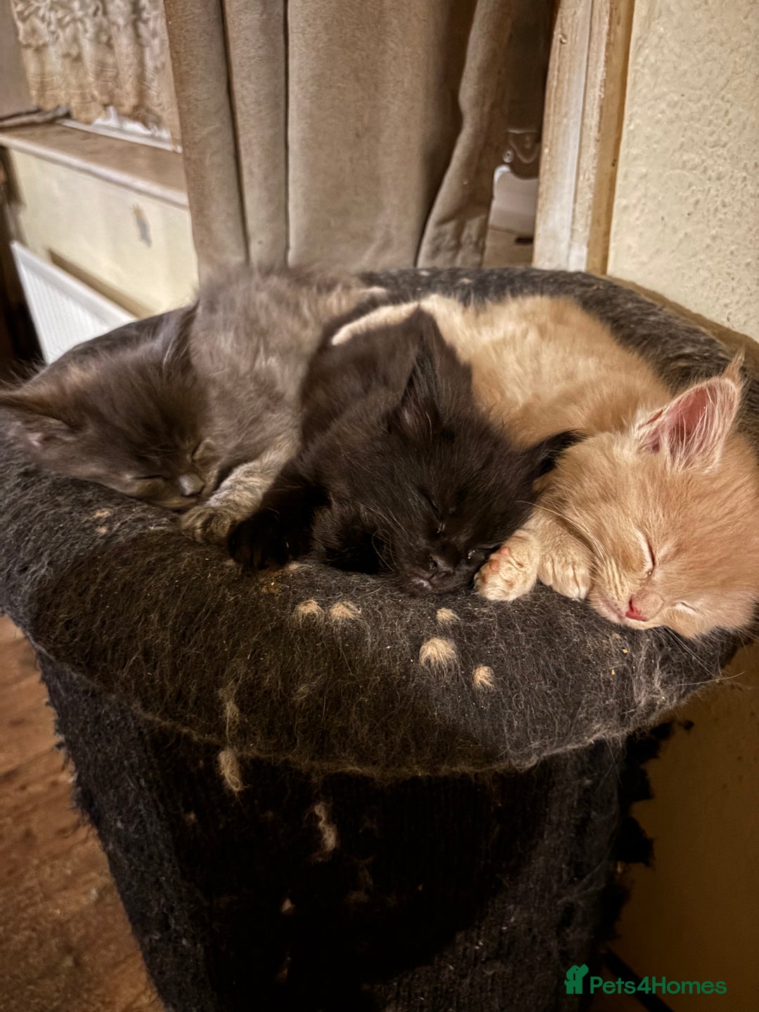 Maine Coon cats for sale: Maine coon pedigree Tica registered kittens  - Advert 12