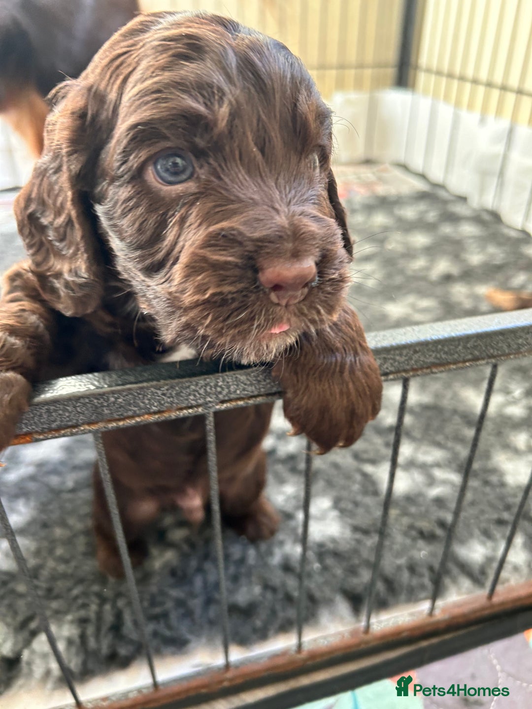Cocker Spaniel dogs for sale: Beautiful cocker spaniel pups  - Advert 11