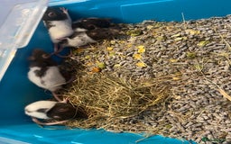 Rat rodents for sale: Rat pups  - Image 1