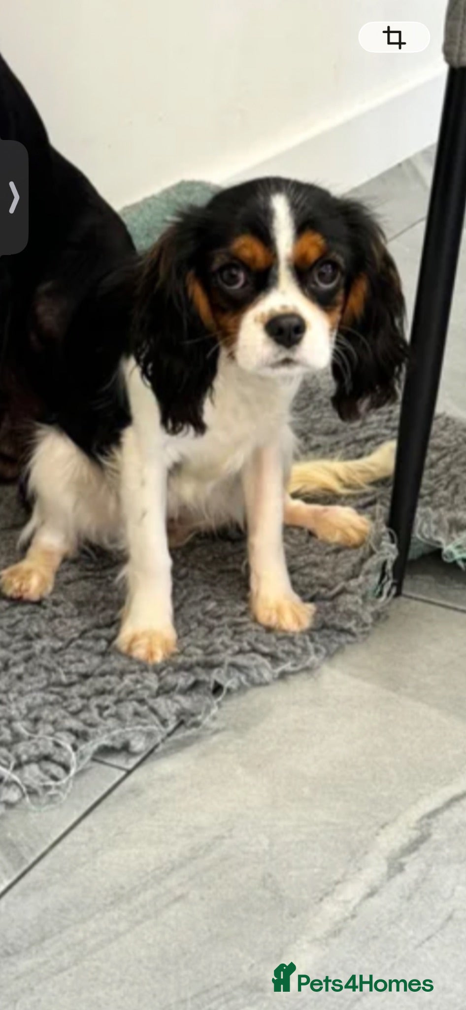 Cavalier King Charles Spaniel dogs  Beautiful Female cavalier King Charles  - Advert 3