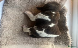 German Shorthaired Pointer dogs for sale: Beautiful KC reg German Shorthaired Pointer Pups - Image 22
