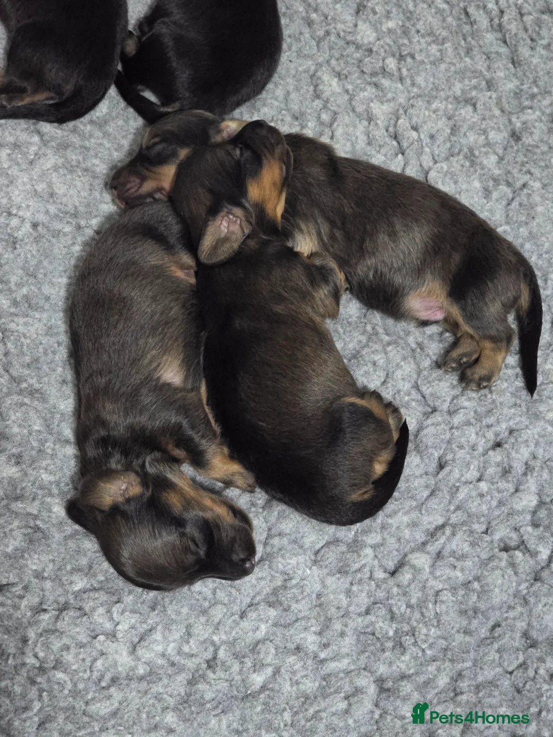 Dachshund dogs for sale: Miniature dachshunds puppies  - Advert 2