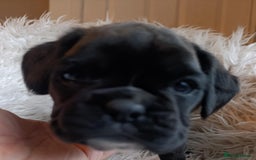 Boxer dogs for sale: Kc reg boxer pups for sale  - Image 2