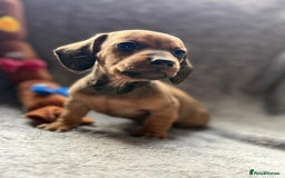Miniature Dachshund dogs for sale: Smooth haired Miniature dachshunds - Image 6