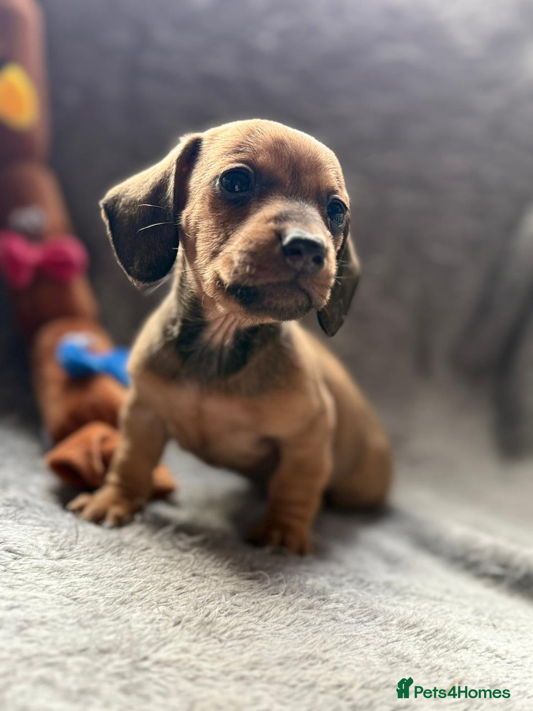 Miniature Dachshund dogs for sale: Smooth haired Miniature dachshunds - Image 6
