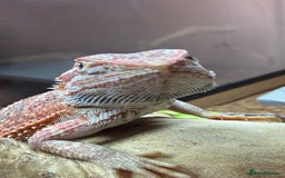 Bearded Dragon reptiles for sale: Juvenile Bearded Dragon PLUS full setup - Image 11