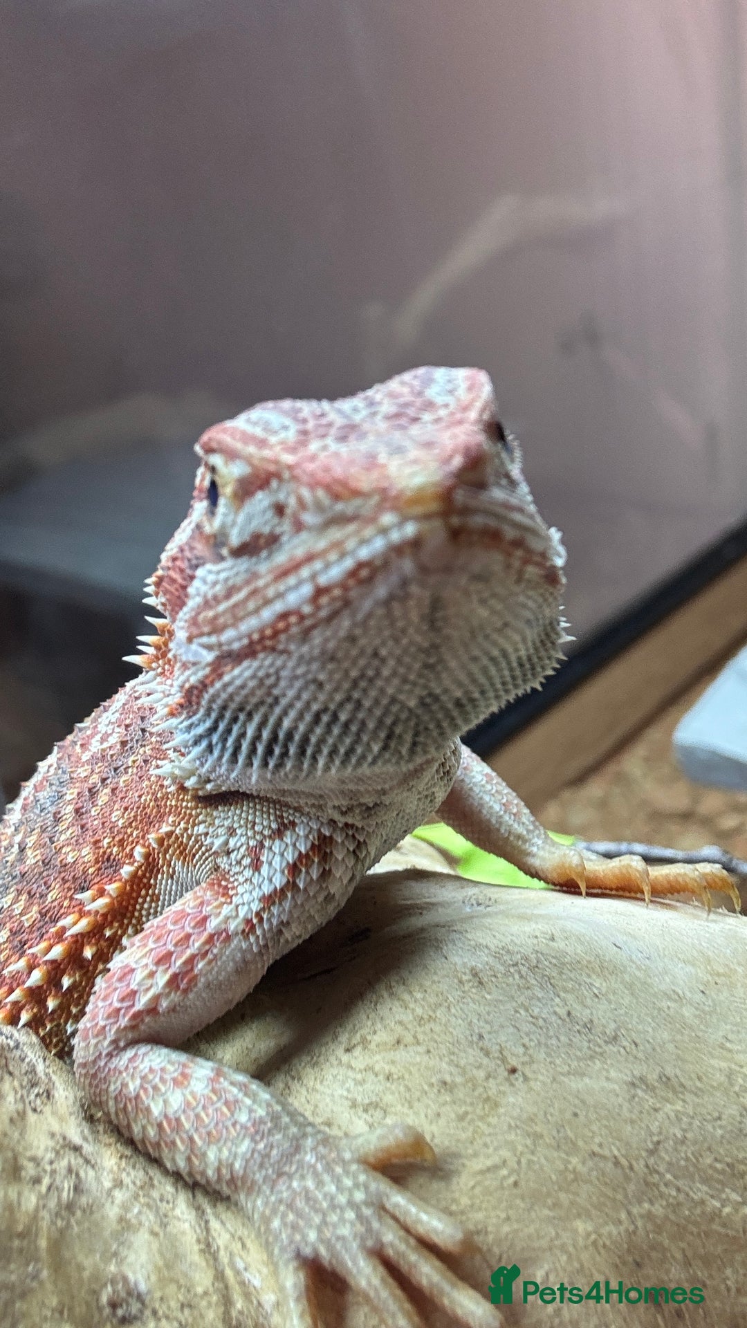 Bearded Dragon reptiles for sale: Juvenile Bearded Dragon PLUS full setup - Image 11